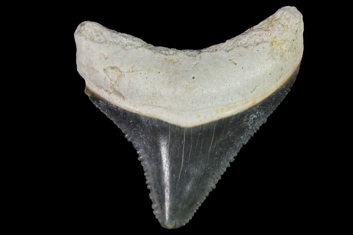 Serrated, Fossil Megalodon Tooth - Florida #114142